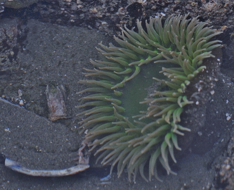 sea anemone
